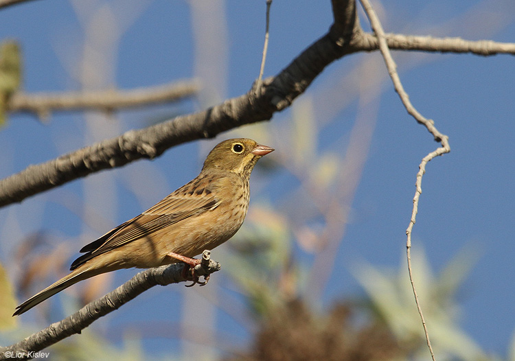  Ortolan Bunting Emberiza hortulana .Golan,August 2010.Lior Kislev                 